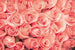 dimex roses Fotomural Tejido No Tejido 375x250cm 5 Tiras a31d3091 6017 4c25 93ae 0350cf22962a | Yourdecoration.es