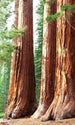 dimex sequoia Fotomural Tejido No Tejido 150x250cm 2 Tiras 233e1222 0569 41d3 a51a dbd6fcaac016 | Yourdecoration.es