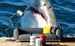 dimex shark Fotomural Tejido No Tejido 375x250cm 5 Tiras Ambiente 783da8a2 0224 4b7b 959c ae143cc5ef99 | Yourdecoration.es