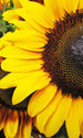 dimex sunflowers Fotomural Tejido No Tejido 150x250cm 2 Tiras | Yourdecoration.es