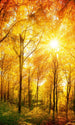 dimex sunny forest Fotomural Tejido No Tejido 150x250cm 2 Tiras | Yourdecoration.es