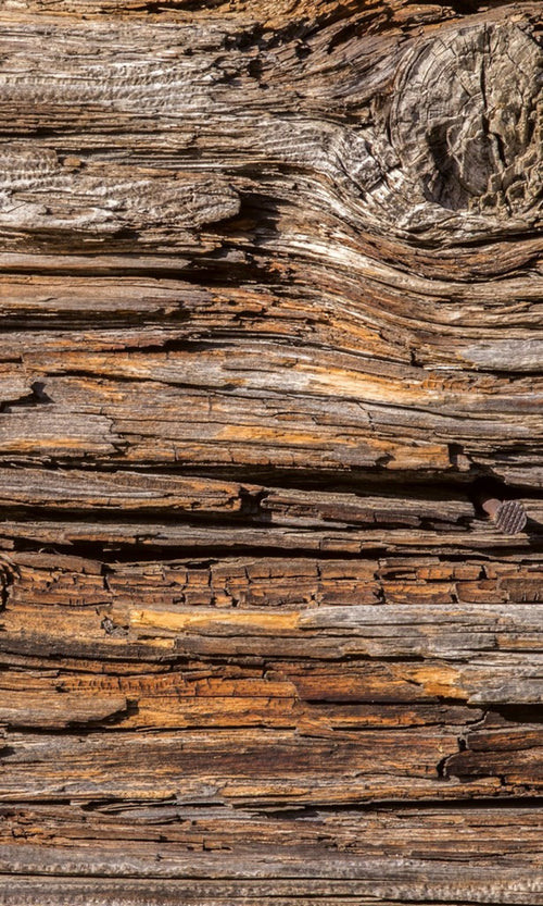 dimex tree bark Fotomural Tejido No Tejido 150x250cm 2 Tiras | Yourdecoration.es