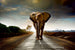 dimex walking elephant Fotomural Tejido No Tejido 375x250cm 5 Tiras | Yourdecoration.es