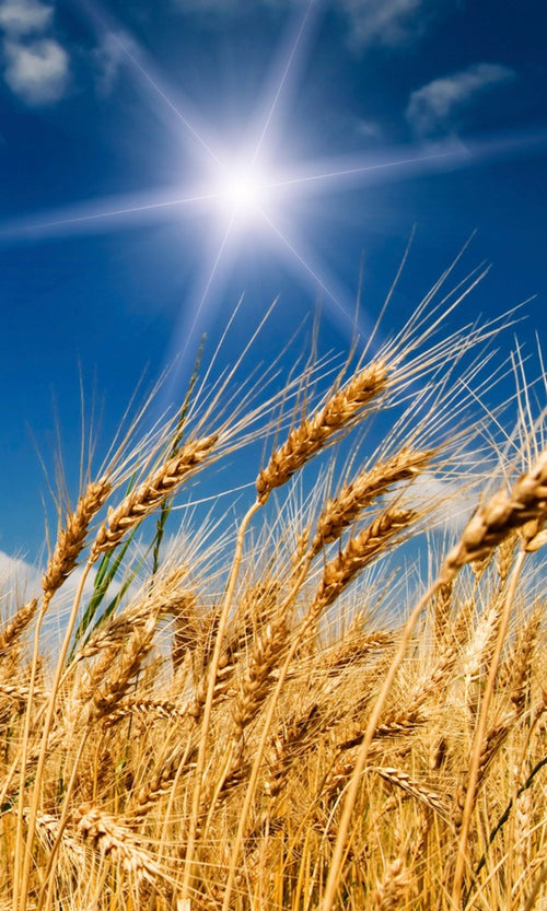 dimex wheat field Fotomural Tejido No Tejido 150x250cm 2 Tiras | Yourdecoration.es