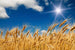 dimex wheat field Fotomural Tejido No Tejido 375x250cm 5 Tiras | Yourdecoration.es