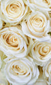 dimex white roses Fotomural Tejido No Tejido 150x250cm 2 Tiras | Yourdecoration.es