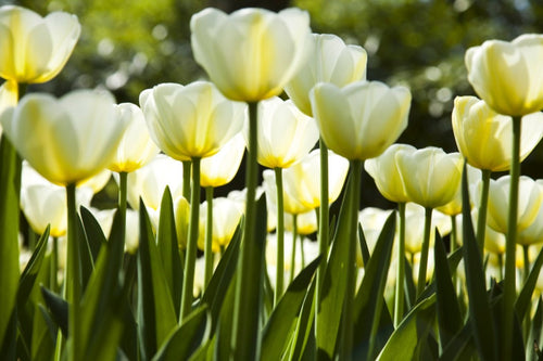 dimex white tulips Fotomural Tejido No Tejido 375x250cm 5 Tiras | Yourdecoration.es