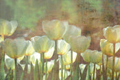 dimex white tulips abstract Fotomural Tejido No Tejido 375x250cm 5 Tiras | Yourdecoration.es