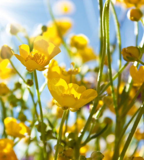 dimex yellow flower Fotomural Tejido No Tejido 225x250cm 3 Tiras | Yourdecoration.es