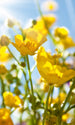 dimex yellow flowers Fotomural Tejido No Tejido 150x250cm 2 Tiras | Yourdecoration.es