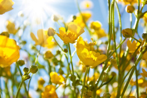 dimex yellow flowers Fotomural Tejido No Tejido 375x250cm 5 Tiras | Yourdecoration.es