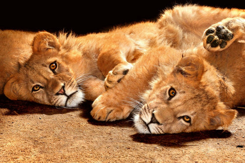 dimex young lions Fotomural Tejido No Tejido 375x250cm 5 Tiras | Yourdecoration.es