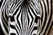 dimex zebra Fotomural Tejido No Tejido 375x250cm 5 Tiras | Yourdecoration.es