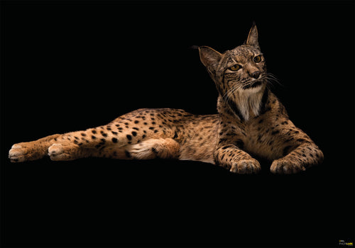 komar iberische lynx Fotomural Tejido No Tejido 400x280cm 6 Partes | Yourdecoration.es