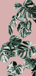 p016a vd1 komar monstera ros C3 A9 groen Fotomural Tejido No Tejido 100x250cm 1 Tira | Yourdecoration.es