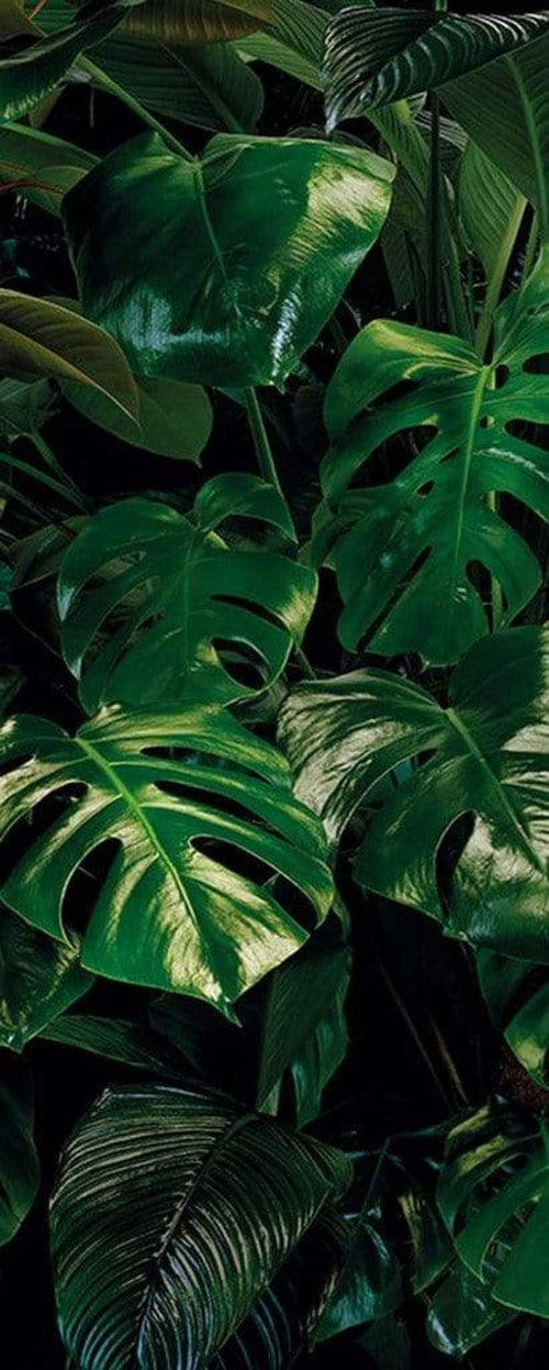 p333 vd1 komar tropical wall Fotomural Tejido No Tejido 100x250cm 1 Tira | Yourdecoration.es