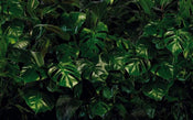 p333 vd4 komar tropical wall Fotomural Tejido No Tejido 400x250cm 4 Tiras | Yourdecoration.es