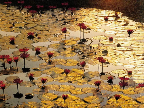 Bruno Baumann  Lotus Pond Reproducción de arte 80x60cm | Yourdecoration.es