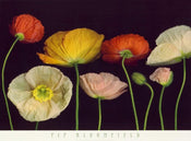 Pip Bloomfield  Poppy Garden I Reproducción de arte 91x66cm | Yourdecoration.es