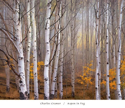 Charles Cramer  Aspen in Fog Reproducción de arte 76x66cm | Yourdecoration.es