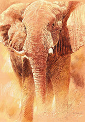 Renato Casaro  Elefant Study Reproducción de arte 70x100cm | Yourdecoration.es