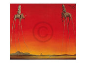 Salvador Dali  Les Elephants Reproducción de arte 80x60cm | Yourdecoration.es