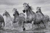 Pyramid Camargue Horses Póster 91,5x61cm | Yourdecoration.es