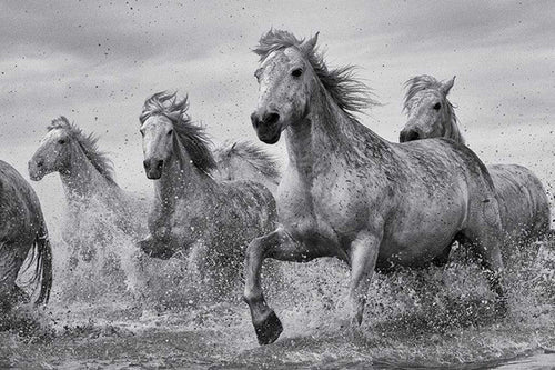 Pyramid Camargue Horses Póster 91,5x61cm | Yourdecoration.es