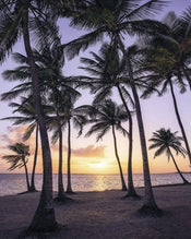 sh022 vd2 komar palmtrees on beach Fotomural Tejido No Tejido 200x250cm 2 Tiras | Yourdecoration.es