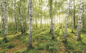 sh043 vd4 komar birch trees Fotomural Tejido No Tejido 400x250cm 4 Tiras | Yourdecoration.es