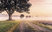 sh068 vd4 komar misty morning Fotomural Tejido No Tejido 400x250cm 4 Tiras | Yourdecoration.es