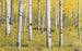 sh069 vd4 komar orange forest Fotomural Tejido No Tejido 400x250cm 4 Tiras | Yourdecoration.es