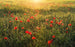 shx9 071 komar poppy world Fotomural Tejido No Tejido 450x280cm 9 Tiras df906261 afcf 4997 bfd8 dc76587cc516 | Yourdecoration.es