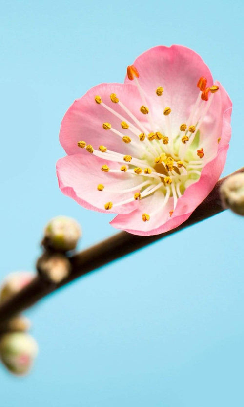 v3 753 komar peach blossom Fotomural Tejido No Tejido 150x250cm 3 Tiras 68a7aa84 62f8 4cd8 bf6e 3d88659bd1dd | Yourdecoration.es