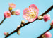 v7 753 komar peach blossom Fotomural Tejido No Tejido 350x250cm 7 Tiras ec19943f a699 4f76 8156 00113caaec2d | Yourdecoration.es