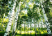 wg7070 wizard genius sunshine forest Fotomural 366x254cm 8 Tiras | Yourdecoration.es