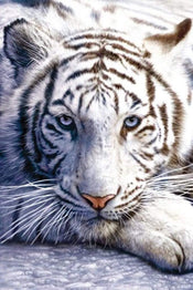 Pyramid White Tiger Póster 61x91,5cm | Yourdecoration.es